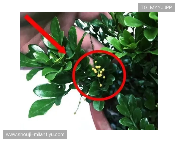 米兰从开花到凋谢通常需要多长时间以及养护技巧介绍