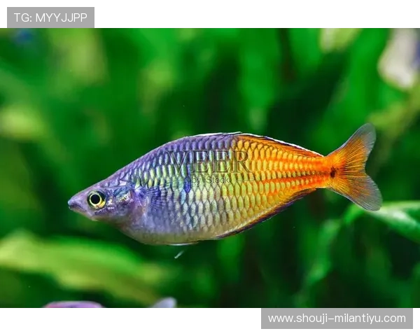 博鱼boyu最新游戏攻略全面解析助你轻松掌握游戏技巧提升战斗力 博鱼boyu最新游戏攻略全面解析助你轻松掌握游戏技巧提升战斗力